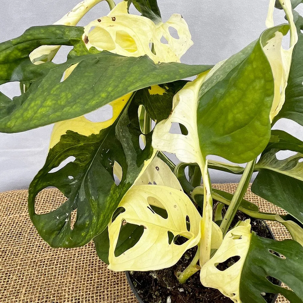 20 - 30cm Variegated Monstera Adansonii Monkey Mask 12cm Pot House Plant