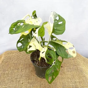 20 - 30cm Variegated Monstera Adansonii Monkey Mask 12cm Pot House Plant