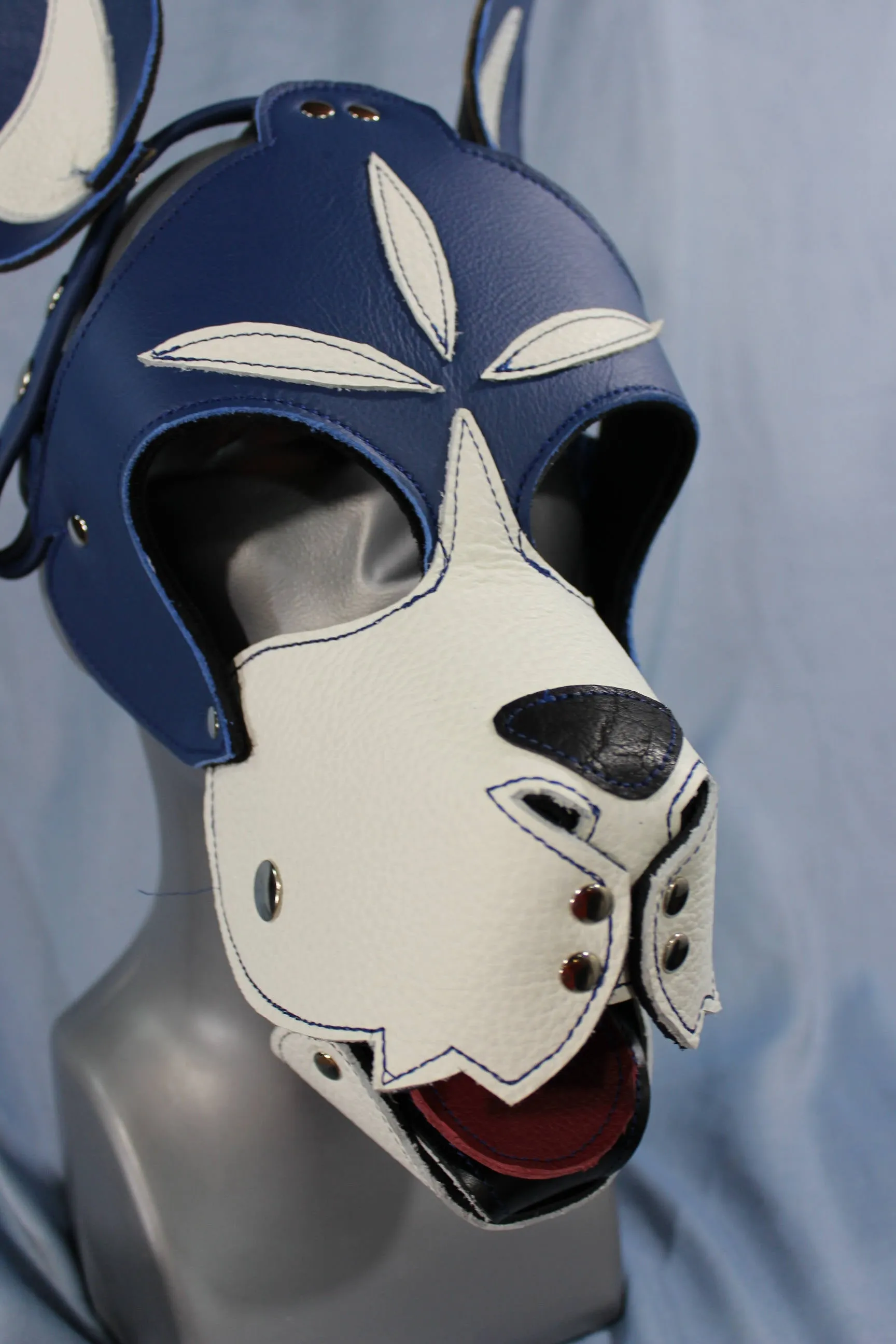 Blue and White Boxer Hood with Studded Whiskers