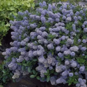 Ceanothus thyrsiflorus repens