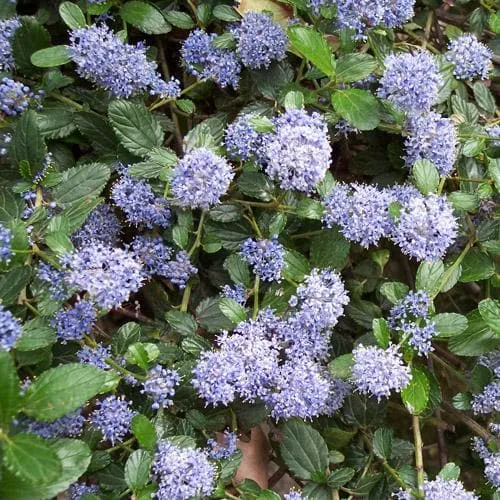 Ceanothus thyrsiflorus repens