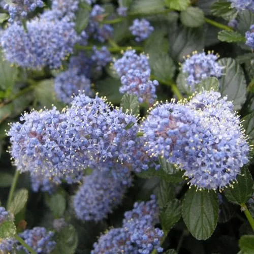 Ceanothus thyrsiflorus repens