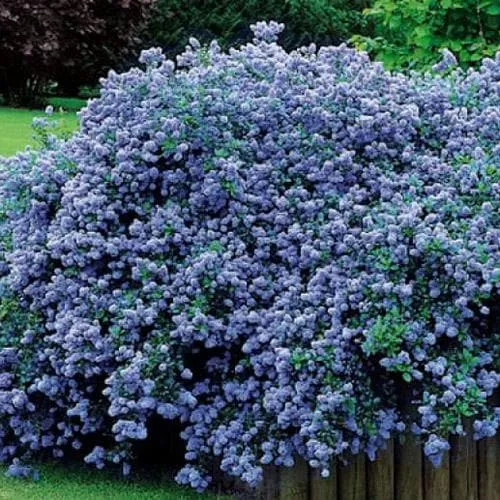 Ceanothus thyrsiflorus repens